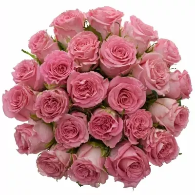 Kytice 25 růžových růží CANDACY+