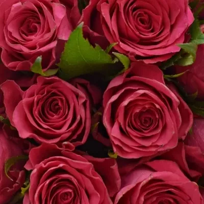 Kytice 25 růžových růží CANDIDATE!