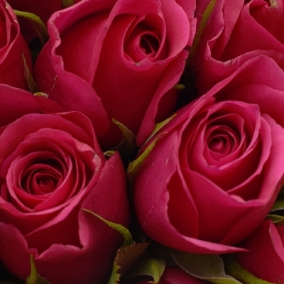 Kytice 25 růžových růží CERISE SUCCESS