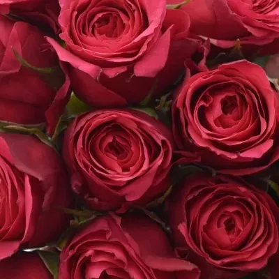Kytice 25 růžových růží CHERRY O! 