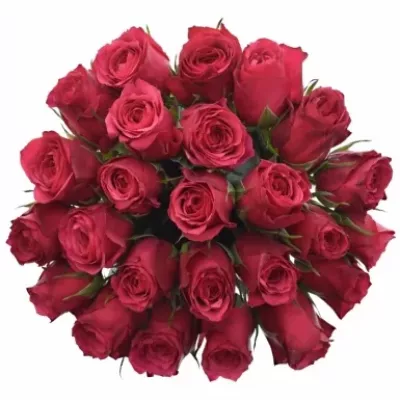 Kytice 25 růžových růží CHERRY O! 40cm