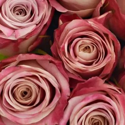 Kytice 25 růžových růží CLASSY ALISON
