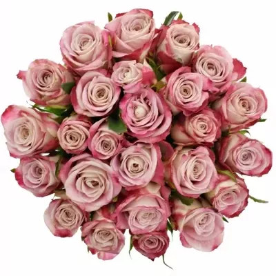 Jednodruhová kytice 25 růžových růží CLASSY ALISON 60 cm