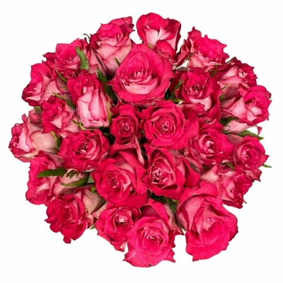 Kytice 25 růžových růží CROSSFIRE 70 cm