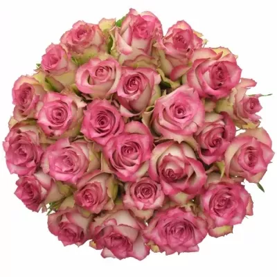 Jednodruhová kytice 25 růžových růží E-VENT 50 cm