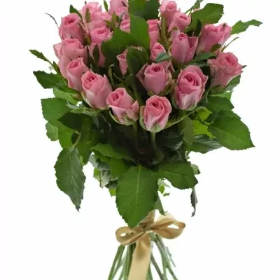 Kytice 25 růžových růží ELIZA 50cm