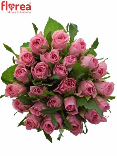 Kytice 25 růžových růží ELIZA 40cm