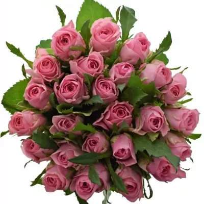Kytice 25 růžových růží ELIZA 80cm