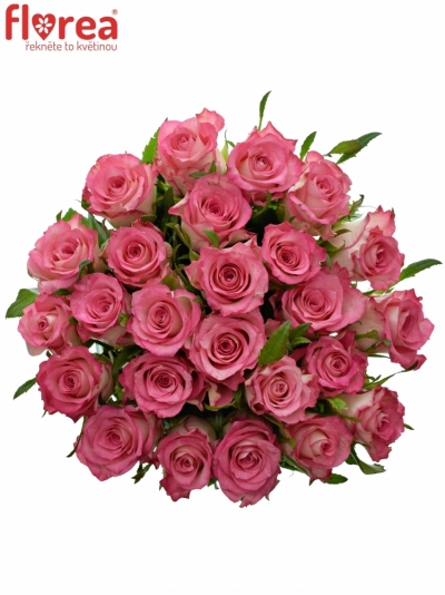 Kytice 25 růžových růží ENSEMBLE 50cm 
