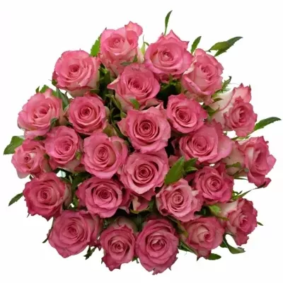 Kytice 25 růžových růží ENSEMBLE 40cm 