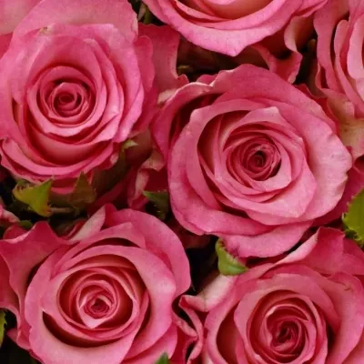 Kytice 25 růžových růží ENSEMBLE 40cm 