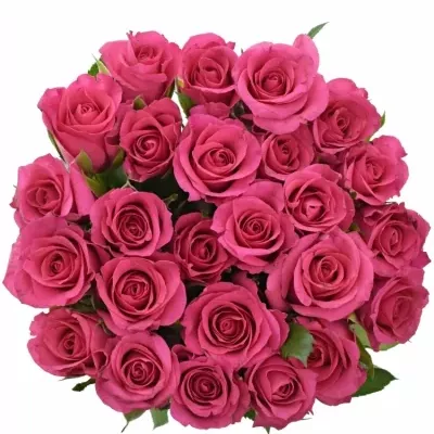 Kytice 25 růžových růží FRISBEE 70cm