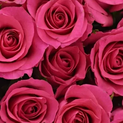 Kytice 25 růžových růží FRISBEE 40cm