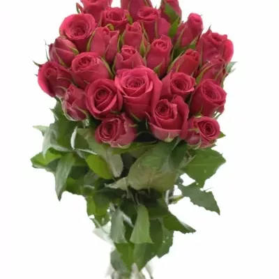 Kytice 25 růžových růží FUCHSIANA 60cm 