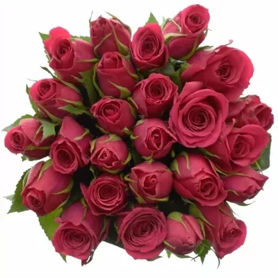 Kytice 25 růžových růží FUCHSIANA 50cm