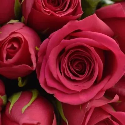 Kytice 25 růžových růží FUCHSIANA