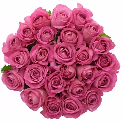 Kytice 25 růžových růží H3O 40cm