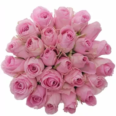 Kytice 25 růžových růží HEIDI! 50cm