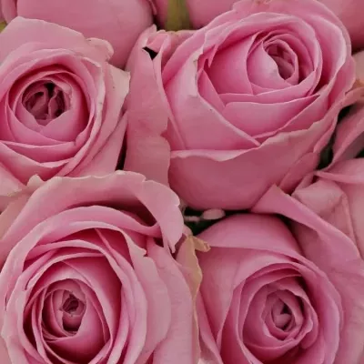 Kytice 25 růžových růží HEIDI!