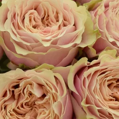 Kytice 25 růžových růží HELEN OF TROY 90cm