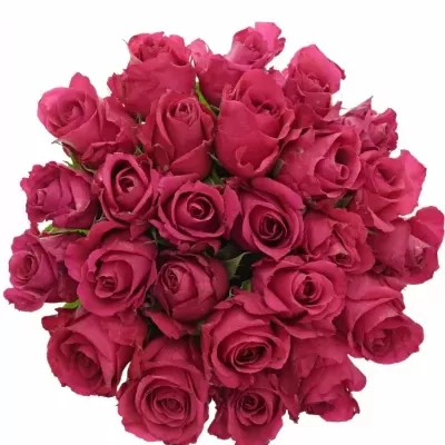 Kytice 25 růžových růží ISADORA 40cm
