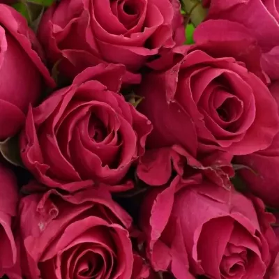 Kytice 25 růžových růží ISADORA 40cm