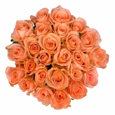 Kytice 25 růžových růží KISS 2U 60 cm