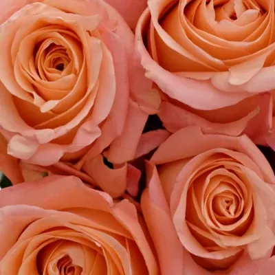 Kytice 25 růžových růží LADY MARGARET 50cm
