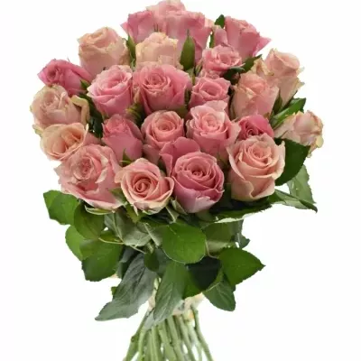 Kytice 25 růžových růží LIGHT PINK TACAZZI+ 40cm