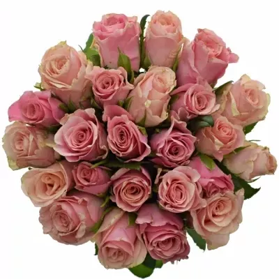 Jednodruhová kytice 25 růžových růží LIGHT PINK TACAZZI 60 cm