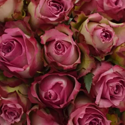 Kytice 25 růžových růží MELINA 40cm 