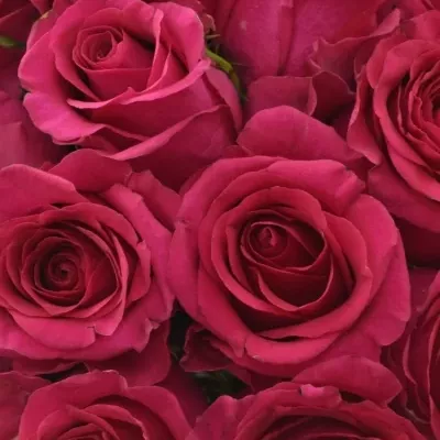 Kytice 25 růžových růží MEMORY