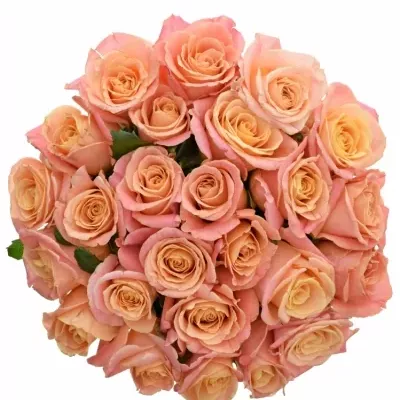 Jednodruhová kytice 25 růžových růží MISS PIGGY 60 cm