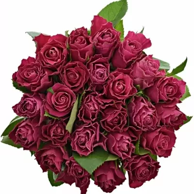 Jednodruhová kytice 25 růžových růží MOVIE STAR 70 cm