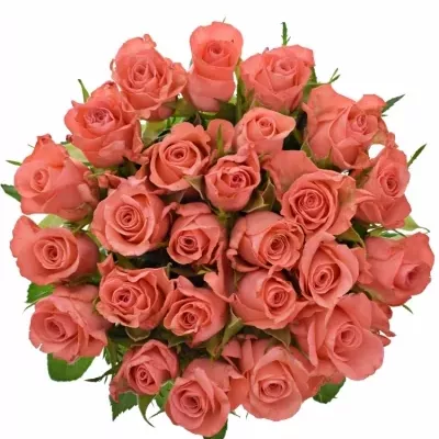 Kytice 25 růžových růží NANCY 50cm