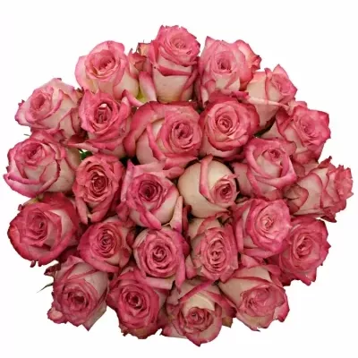 Kytice 25 růžových růží NAVARRA 40cm
