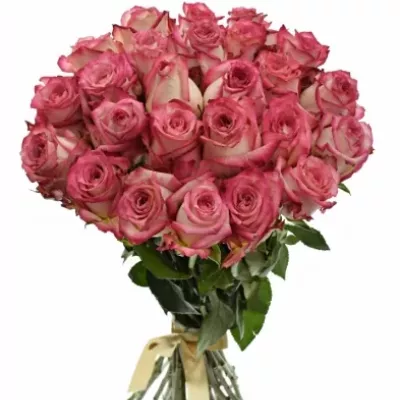 Kytice 25 růžových růží NAVARRA 40cm