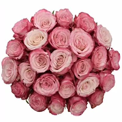 Kytice 25 růžových růží NO LIMIT 80cm
