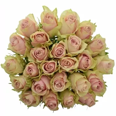 Kytice 25 růžových růží PINK ATHENA 40cm