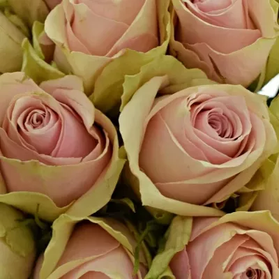 Kytice 25 růžových růží PINK ATHENA 40cm