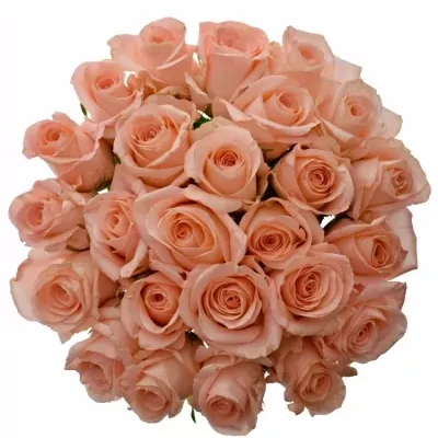 Kytice 25 růžových růží PINK PANASH 40cm