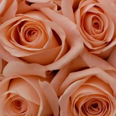 Kytice 25 růžových růží PINK PANASH 60cm
