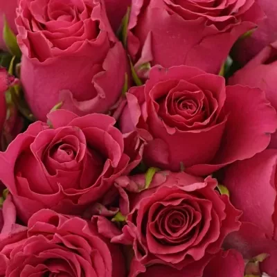 Kytice 25 růžových růží Pink Rhodos 50cm