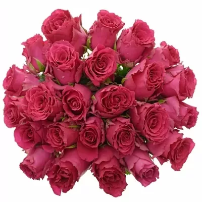Kytice 25 růžových růží Pink Rhodos 50cm