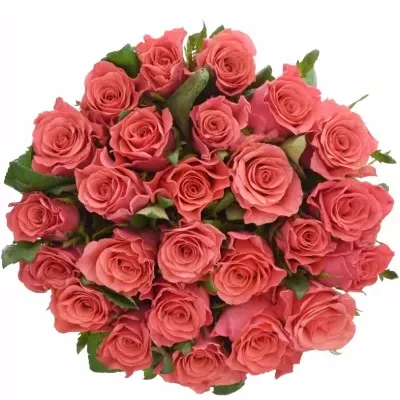 Jednodruhová kytice 25 růžových růží PINK TACAZZI 50 cm