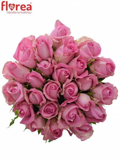 Kytice 25 růžových růží REVIVAL 50cm