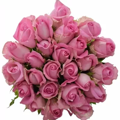 Kytice 25 růžových růží REVIVAL 60cm