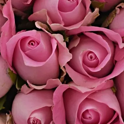 Kytice 25 růžových růží REVIVAL 60cm