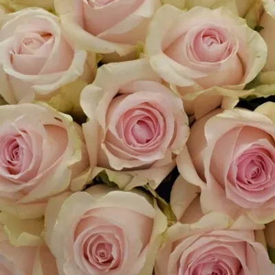 Kytice 25 růžových růží REVIVAL SWEET