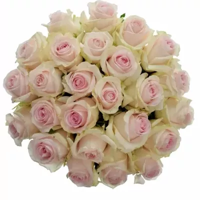 Jednodruhová kytice 25 růžových růží REVIVAL SWEET 60 cm